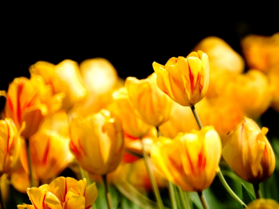 цветы, тюльпаны, весна, природа, бутоны, лепестки