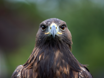 орел, птица, хищная, birds of prey