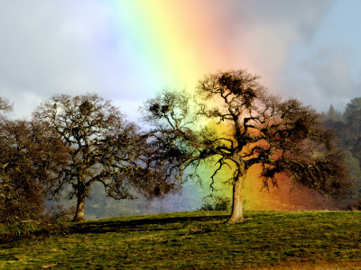 радуга, дерево, rainbow oak, дуб