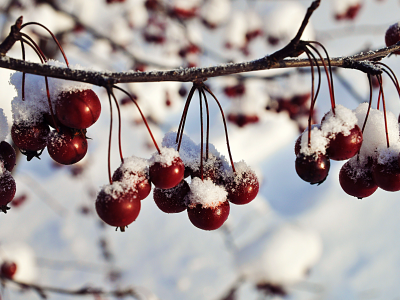 зима, снег, ягоды