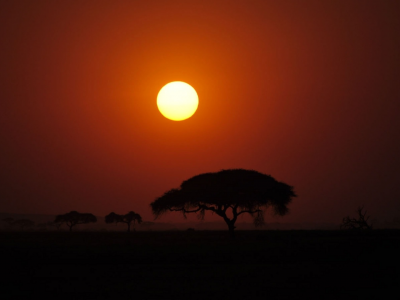 африка, закат, солнце, дерево