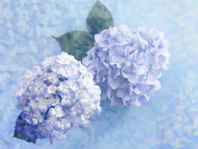 цветы, нежно, голубые