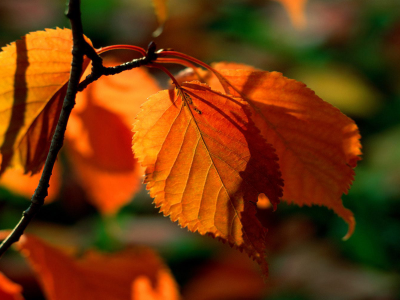листва, фон, картинки, оранжевая, природа, макро, ветка