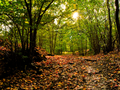 природа, солнце, осень, листва, лес