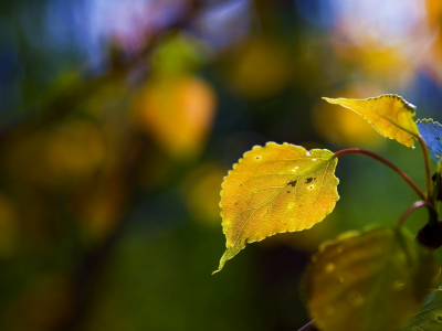 природа, осень, фон, листья, ветка, желтые, фото, макро, ветвь, обои, дерево, цвета