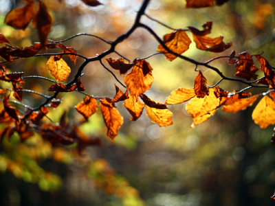 оранжевые, ветка, листья, размытость, дерево, осень, красные