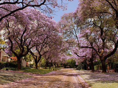 красота, деревья в цвету, улица