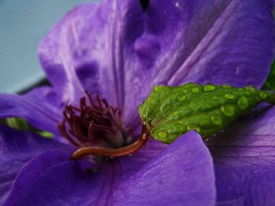 purple and green, цветок, капли, лист