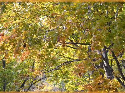 лес, листья, желтый, солнечный день, природа, фон, осень
