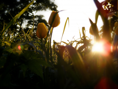 тюльпаны, листья, бутоны, трава, стебли, контраст, зелень, блики, цветы, солнце, тень, свет, лучи