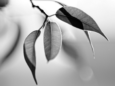 черно-белое, фото, макро, природа, ветка, растения, листья