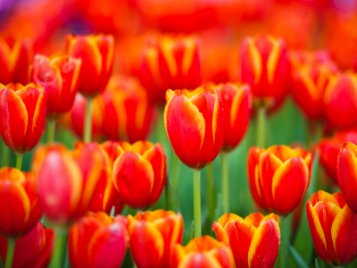 лепестки, весна, красные, природа, цветы, бутоны, тюльпаны