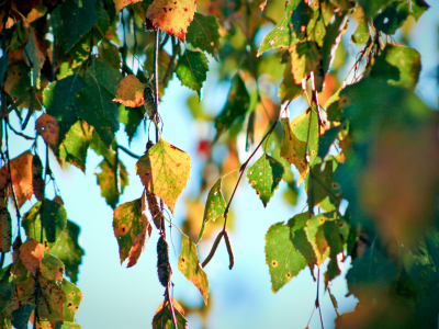 фотограф ann_ann, осень, природа, листва