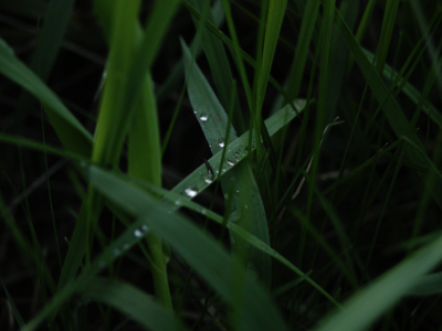 трава, вечер, зеленый