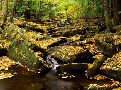 природа, камни, река, лес, осень, листья