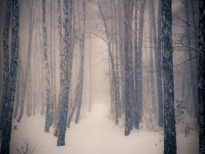 зима, деревья, лес, снег