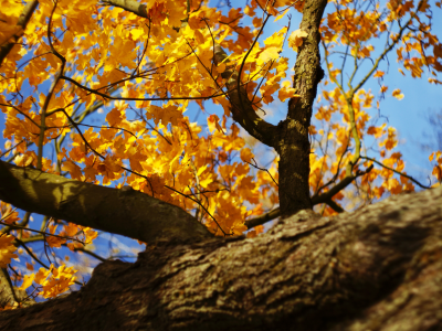 клен, листья, осень, природа, солнце, дерево, день