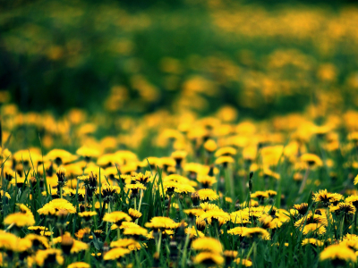 одуванчики, весна, spring, цветение, поляна, желтые, цветы