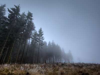 сумерки, лес, туман