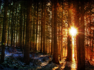 зима, солнце, лес, свет, лучи, природа