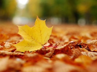 макро фото, жёлтый лист, leaf, autumn leaves, листва, осенние картинки, листопад, листья, листики, парк, листки, осень, настроение