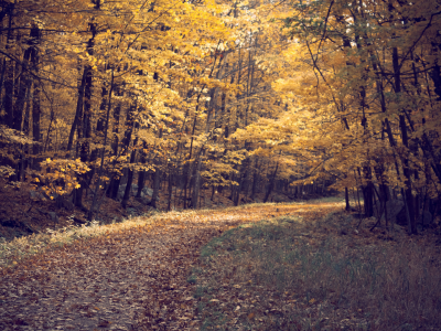 пейзаж, природа, листья, лес, дорога, деревья, осень
