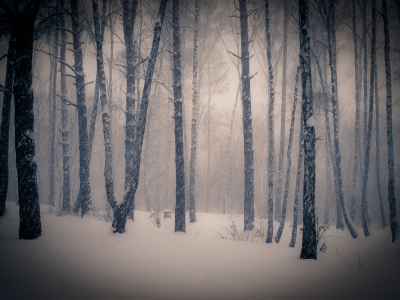 фото, зима, снег, деревья