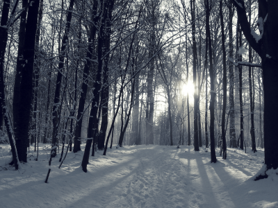 зима, солнце, снег, лес