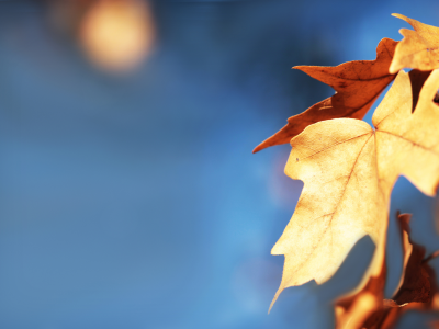 листья, осень, golden leaf