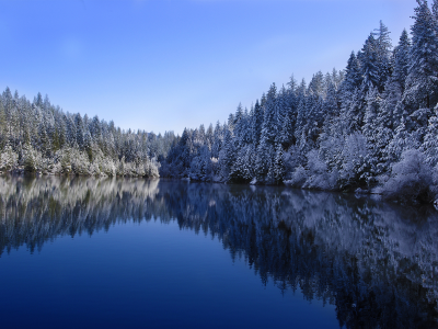 снег, лес, озеро, зима, природа