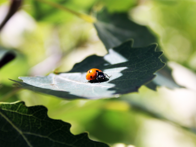 листок, 2560x1600, macro, greenery, light, свет, leaf, зелень, макро, sun, ladybug, солнце, божья коровка