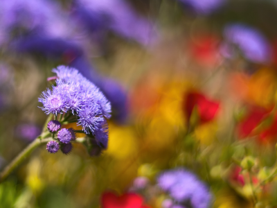 rainbow meadow, поляна, много