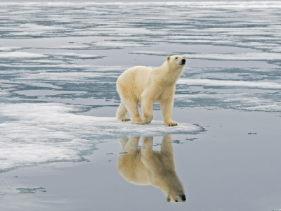 север, белый медведь, лёд, вода, отражение