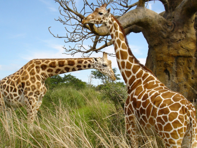 жирафы, пара, трава, африка