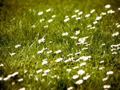 цветы, обои, фото, поле, природа