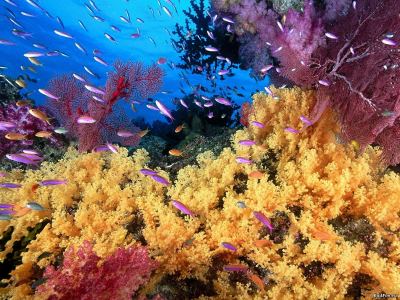 фото, рыбы, кораллы, лиловый, желтый