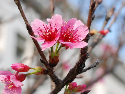 spring, япония, весна, цветы, pink, cherry blossom, нежность, sakura, цветущая сакура, вишня, макро, park, розовые лепестки, красота, flowers, japan, ветки, парк