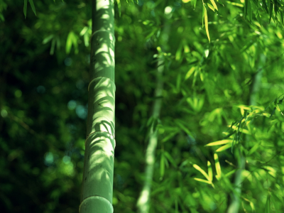 бамбук, листва, зелень