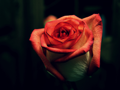 цветок, rose, роза
