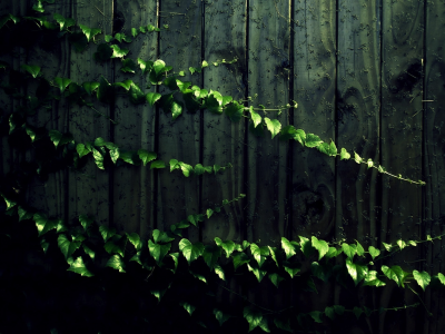 листья, тень, растение, доски, стена