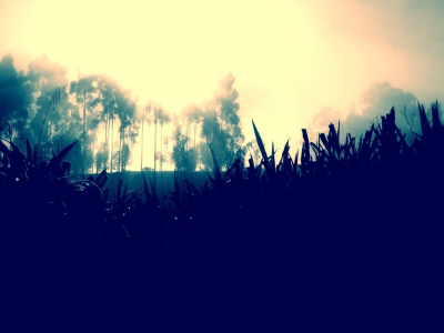 туман, трава, деревья, природа, свет, солнце