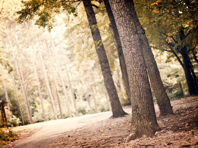 деревья, листья, природа, nature, landscape, greenery, листва, пейзаж, лес, leaves, зелень, свет, leaf, trees, light, 2560x1600, forest