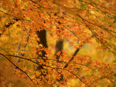 деревья, фон, листва, оранжевая, осень