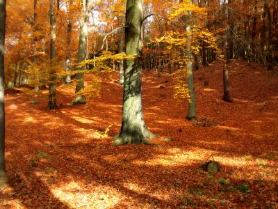 осень, деревья, осенние обои, парк, природа, листья, лес