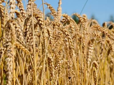 пшеница, поле, посев, лето, созревание, урожай, небо