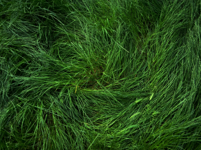 зеленое, трава, весна