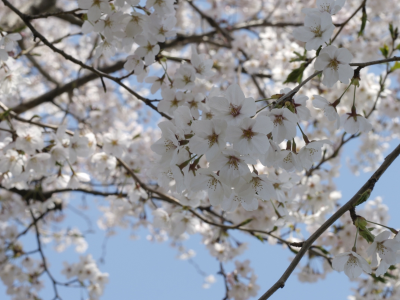 сакура, небо, дерево, ветви, цветы, белые, весна, цветение, вишня