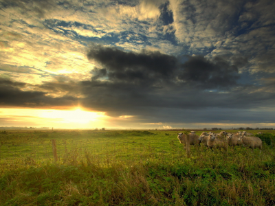 овцы, трава, даль, горизонт, стадо, облака, луга, закат, поля, небо