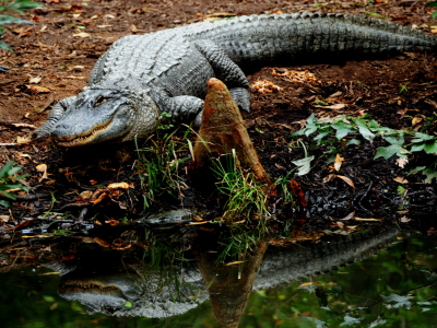 крокодил, вода, отражение