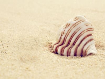 макро, shell, песок, 2560x1600, macro, ракушка, sand